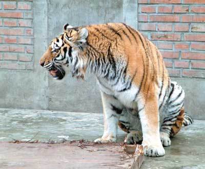 表演团老虎咬伤驯兽员 暂不知三只老虎谁是凶手(组图)_新闻中心_新浪网