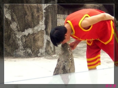 马戏表演_马戏团表演_马戏演出_宿州市宿马园区蒿沟欢乐驯兽表演团 - 商国互联网