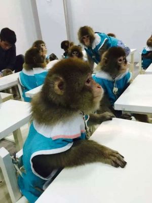 宿州市宿马园区蒿沟欢乐驯兽表演团|宿州市宿马园区蒿沟欢乐驯兽表演团主营马戏团,马戏表演,驯兽表演,马戏团表演