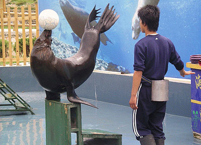 武冈海狮表演团联系方式