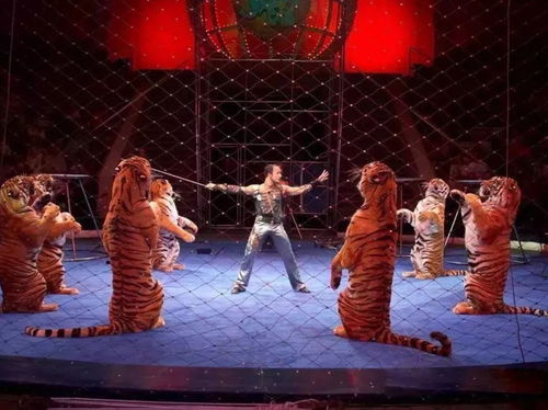 门票免费送 风靡全球的皇家环球大马戏来啦,一家人玩到嗨