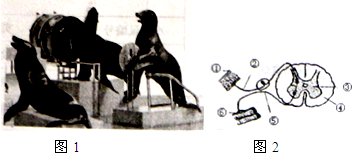 同学们,你看过海狮表演吗(图1)?憨态可掬的海狮们在哨声的示意下,能够表演算术、歌唱等绝技.你知道这种绝技是怎样练成的吗?下面是与之相关的一系列问题,请回答:(1)海狮表演团的驯兽师们是利用哨声和食物相结合的方式,逐渐让海狮们学会了算算术、唱歌等绝技.哨声一响,还是就会做出算算术或者唱歌等反应,这种_360问答