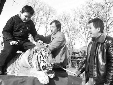 游客骑在老虎身上拍照,5元一张(图)