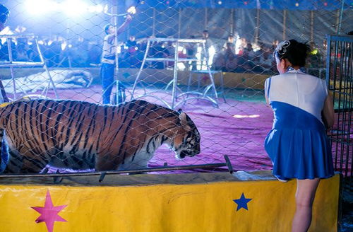 重庆8岁女孩走进驯兽场,几头老虎一路尾随,半小时后被老虎分食