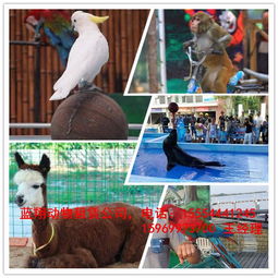 崇文区马戏表演租赁 海狮表演出租 企鹅租赁