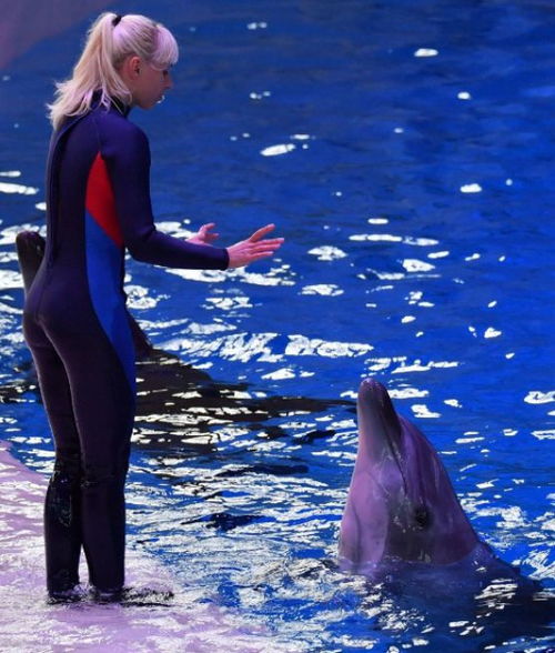 先施工后付款的装修模式有点像驯兽