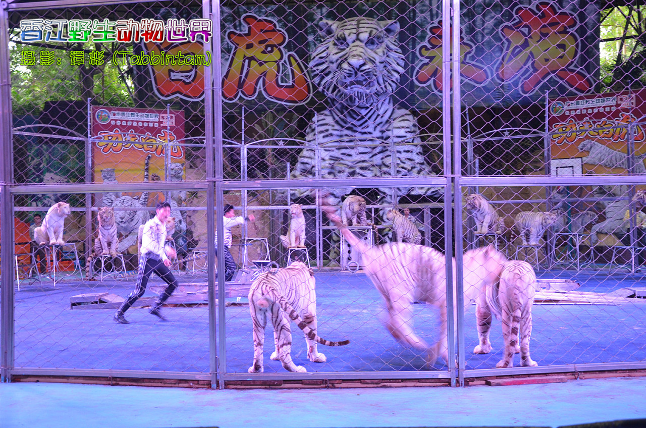 广州长隆野生动物世界摄影记