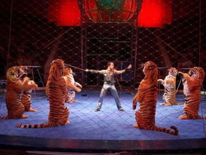 马戏团老虎为什么失控咬驯兽员