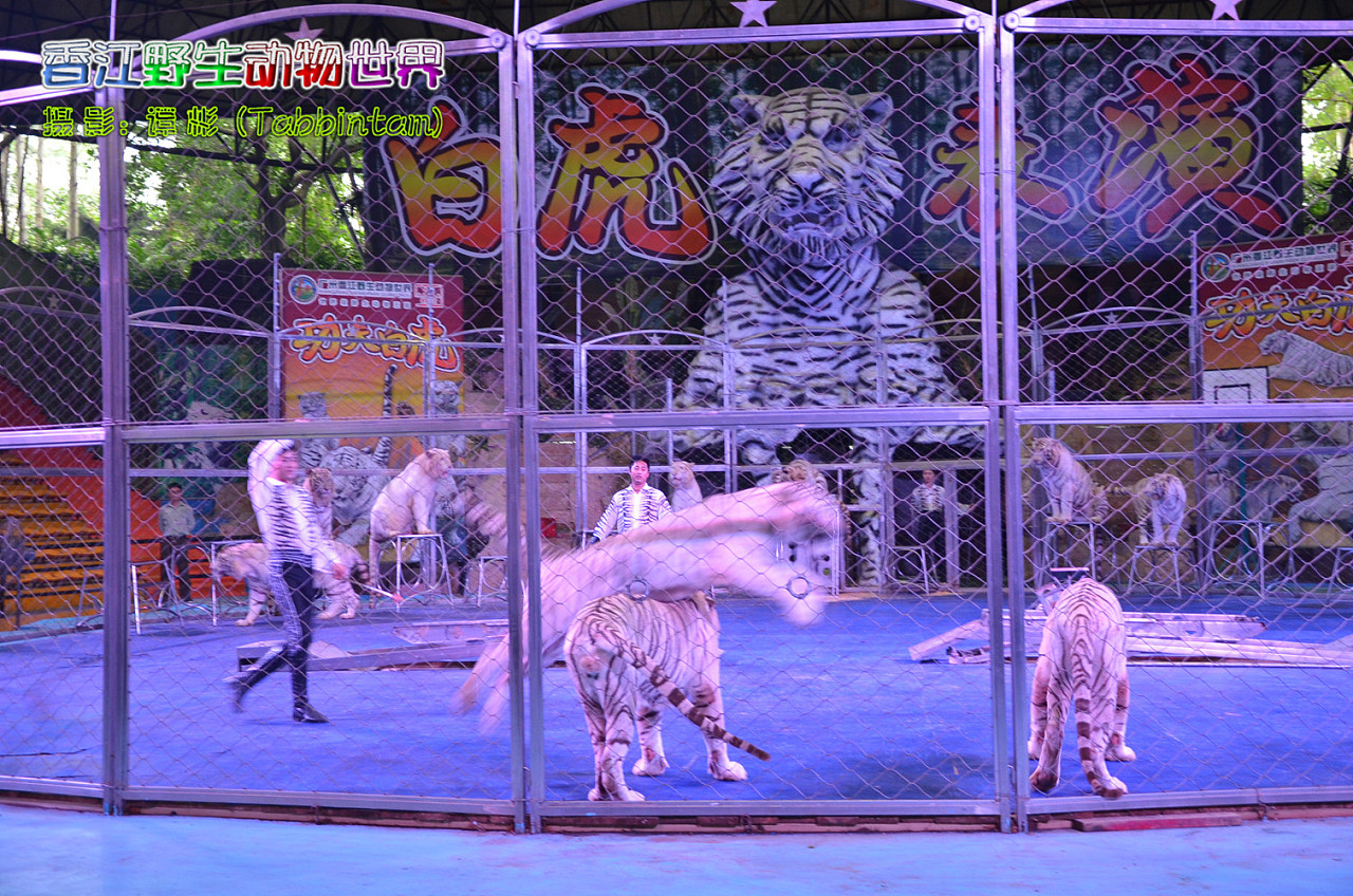 广州长隆野生动物世界摄影记