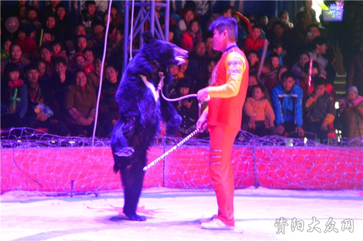 正月十五看马戏之训兽师