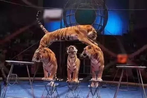 刚刚得到消息 十一很多苍南人都要往这里赶 赶紧看...