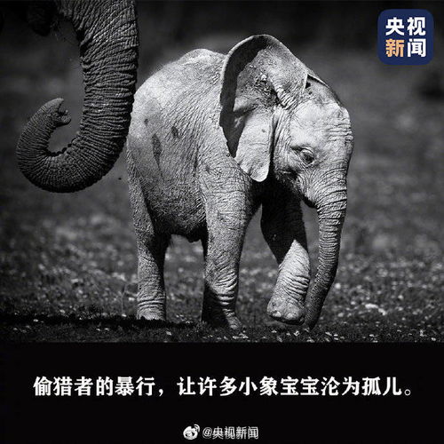 今天,为 人类的朋友 传递这条微博