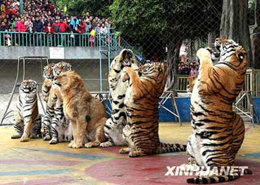 长沙动物园虎年出售虎须 最贵卖到100元一根