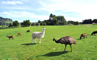 澳大利亚悉尼 墨尔本 黄金海岸 新西兰奥克兰 罗托鲁瓦11日跟团游 上海直飞 大洋路 全程四星 三大主题世界