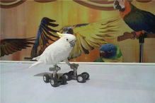 河间市年底出租鹦鹉杂技表演低价格出租