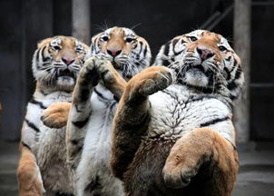 福州动物园五虎起立作揖向游客拜年