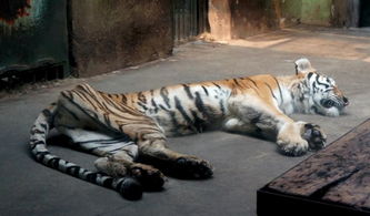 求求你,不要让我表演了