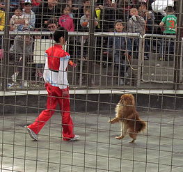 五一在石家庄动物园拍摄 动物一组 驯兽表演 ,来看望各位师友