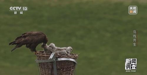 新闻调查丨大鸟筑巢导致电网跳闸 护鸟使者建起 铁塔家园