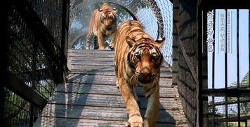 3亿精品 东莞4a隐贤山庄 5星酒店水陆空体验2大2小套餐499元 机动游戏 动物园 水上乐园 花灯节 3d玻璃桥 3大主题表演