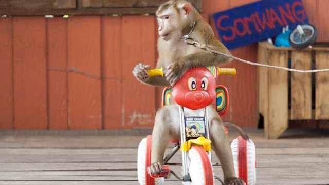 农村杂技团表演的 花瓶姑娘 ,真是活在花瓶中的吗 看完有数了