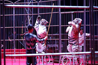 融侨·天越|奇幻马戏嘉年华正式开演,嗨爆全城