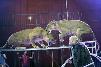 与兽同行!埃及马戏团表演精彩纷呈