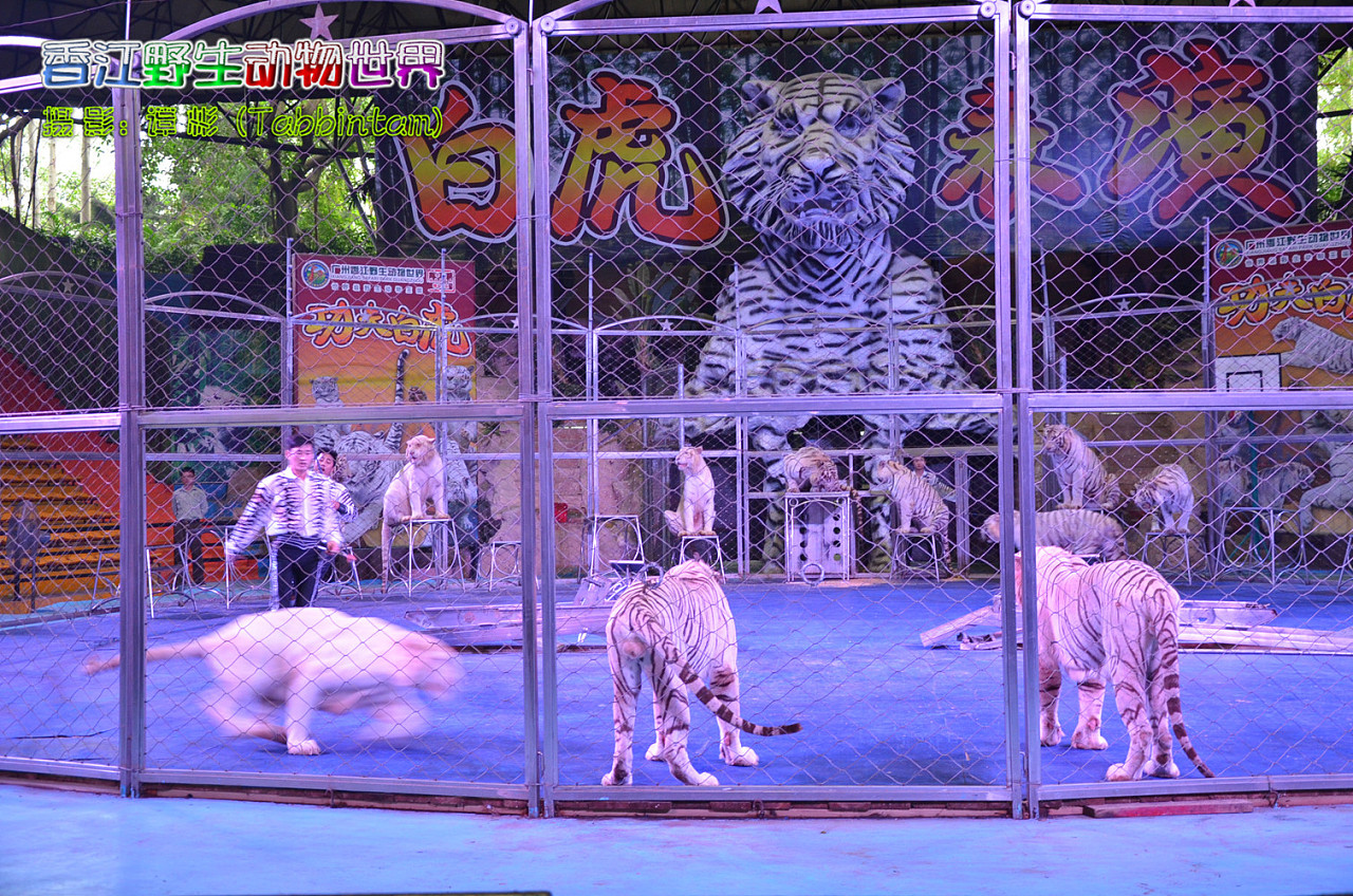 广州长隆野生动物世界摄影记