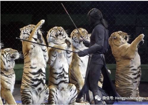 日照龙门崮 顶级杂技表演 龙门大剧院 冰宫 蜡像馆一日游