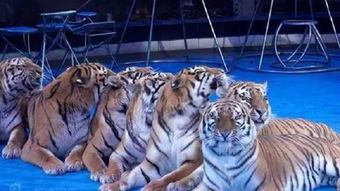 唐山俄罗斯大马戏怎么样,俄罗斯大马戏地址 电话 点评 开放时间 门票报价 交通地图