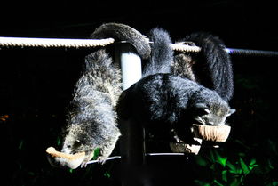 清迈2天清新游 清迈当地参团 夜间动物园全区域 游览车 特色表演 接送套票 黑白蓝三庙 含1晚尼曼迈住宿 赠凤飞飞猪脚饭