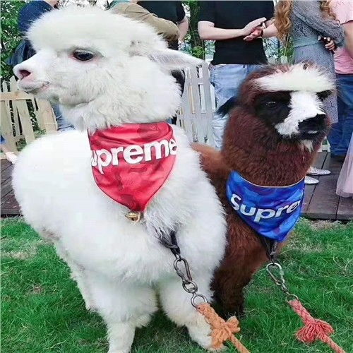 宿州马戏团表演租赁价格专业公司