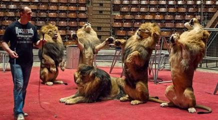 天才驯兽师杰克 与猛兽共舞的传奇人生