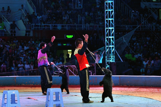 黑熊表演 驯兽表演团的争议与反思