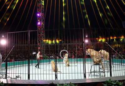 舞美灯光与驯兽表演的艺术融合