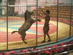 动物园的驯兽表演 时光网驯兽表演团的魅力与责任