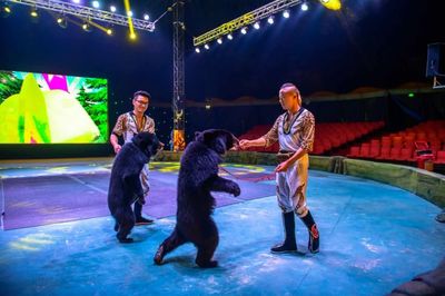 寒风瑟瑟，清远朋友都躲进这个热闹似火的大棚避寒？原来是驯兽表演团！