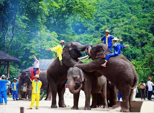 新春贺岁之旅 大年初二昆明西双版纳双飞六日精品游，亲临驯兽表演盛宴