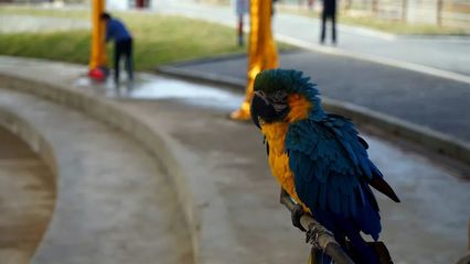 金石野生动物园1月9日开园!猛兽、萌宠齐聚