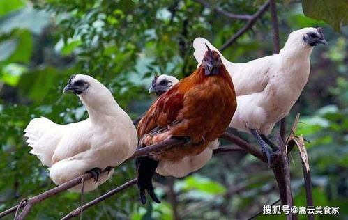 关于鸡的古今诗歌