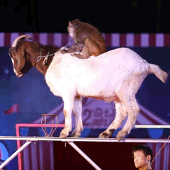 首届香草园驯兽杂技狂欢节 门票免费领，精彩享不停