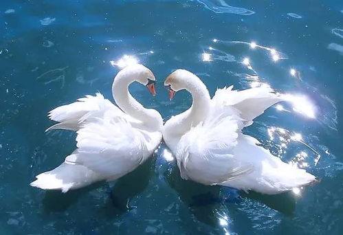 520惊喜价！69元畅玩动物园与欢乐世界，还有精彩驯兽表演